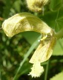 Salvia glutinosa