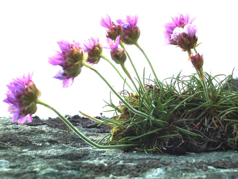 Изображение особи Armeria maritima.