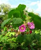 Rubus odoratus