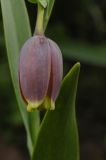 Fritillaria uva-vulpis