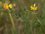 Lotus corniculatus. Верхушка цветущего и плодоносящего растения. Белгородская обл., пос. Борисовка, усадьба заповедника, суходольный луг. 03.07.2009.