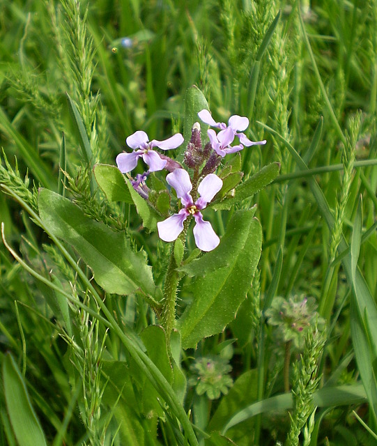 Image of Chorispora tenella specimen.