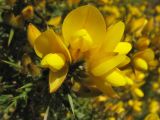 Ulex europaea. Верхушка побега с цветками. Великобритания, Шотландия, Эдинбург, Holyrood Park. 2 апреля 2008 г.