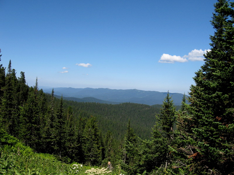Image of Abies sibirica specimen.