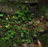 Saxifraga cymbalaria