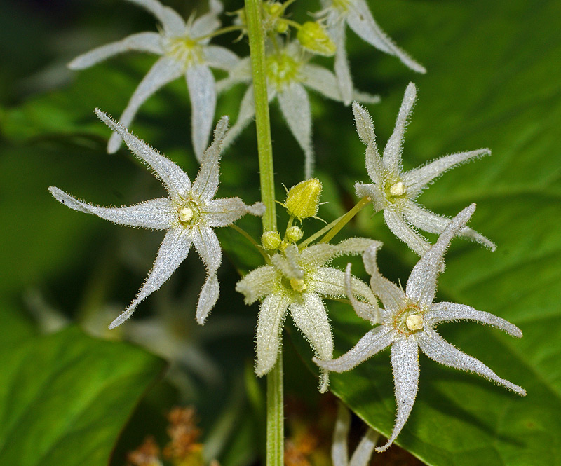 Изображение особи Echinocystis lobata.