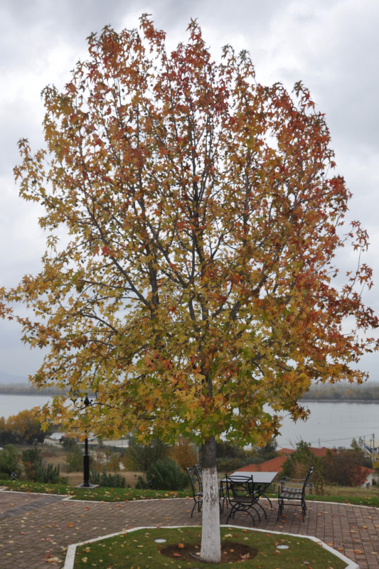 Image of Liquidambar styraciflua specimen.