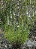 Veronica pinnata