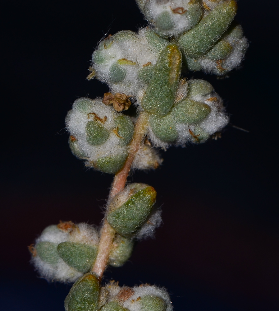 Image of Bassia arabica specimen.