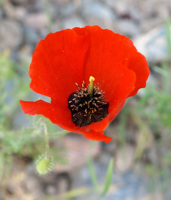 Image of Roemeria refracta specimen.