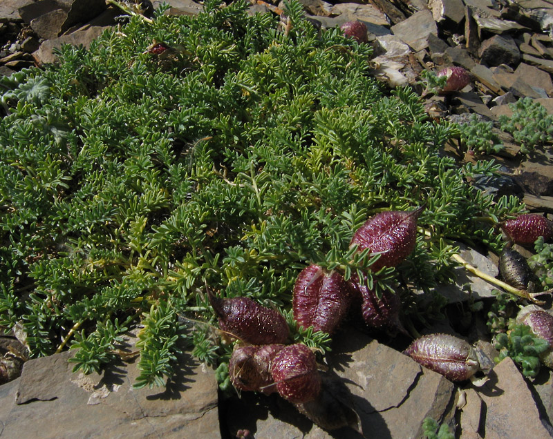 Изображение особи Oxytropis physocarpa.