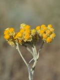 Helichrysum arenarium. Соцветие. Казахстан, Алматинская обл., возле вдхр. Капчагай. 23.06.2015.