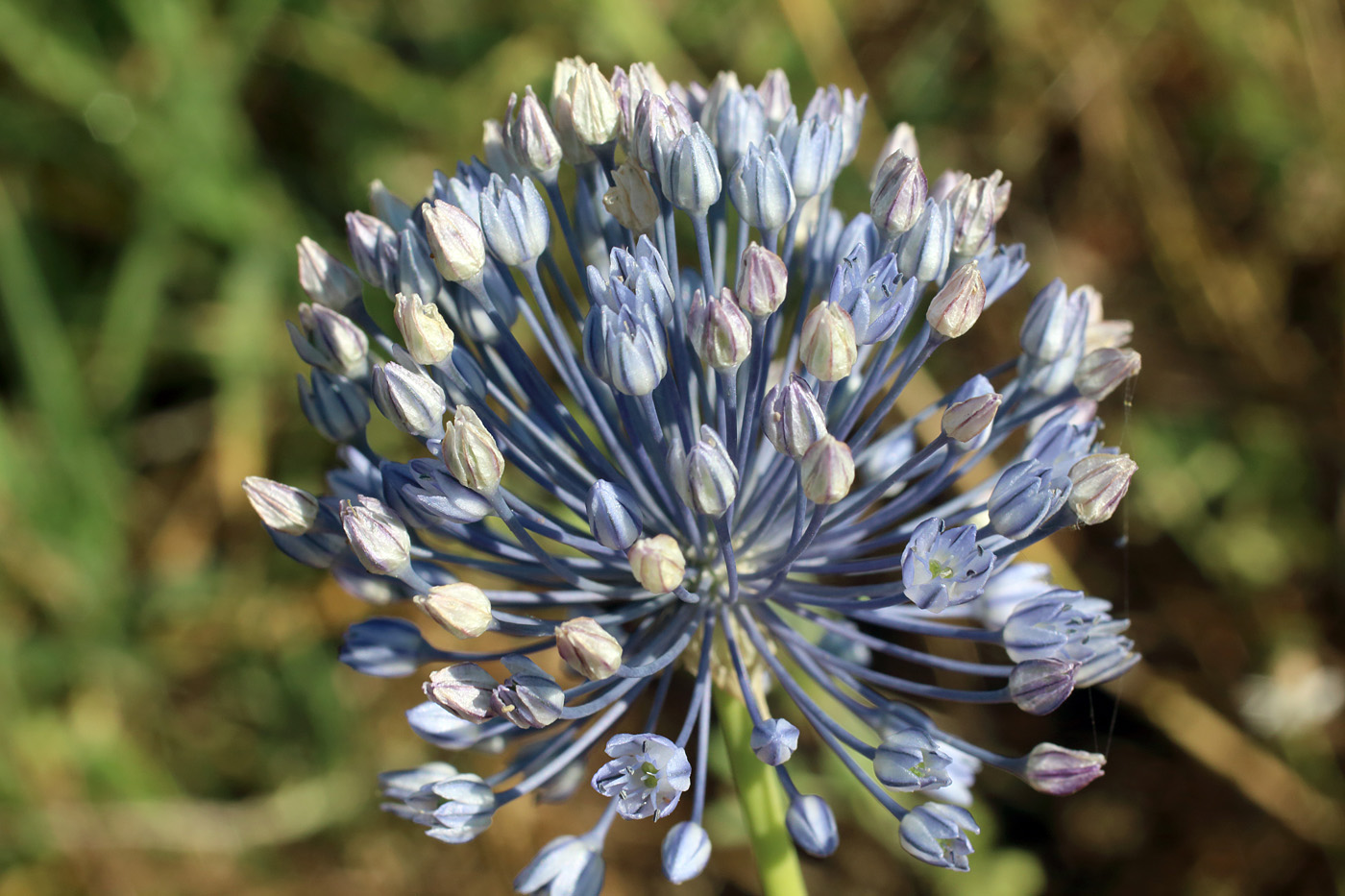 Image of Allium caesium specimen.