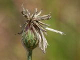 Centaurea cyanus. Отцветшее соцветие. Псковская обл., Опочецкий р-н, 393 км шоссе М20, старая залежь. 14.07.2015.