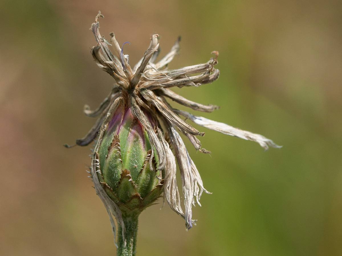 Image of Centaurea cyanus specimen.