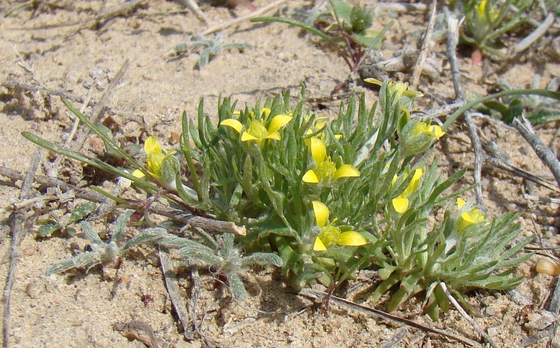 Image of Ceratocephala incurva specimen.