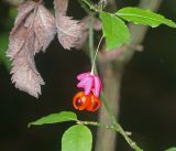 Euonymus verrucosus. Зрелый плод. Московская обл., Раменский р-н, окр. ж.-д. платформы Хрипань, смешанный лес у ЛЭП. 15.09.2015.