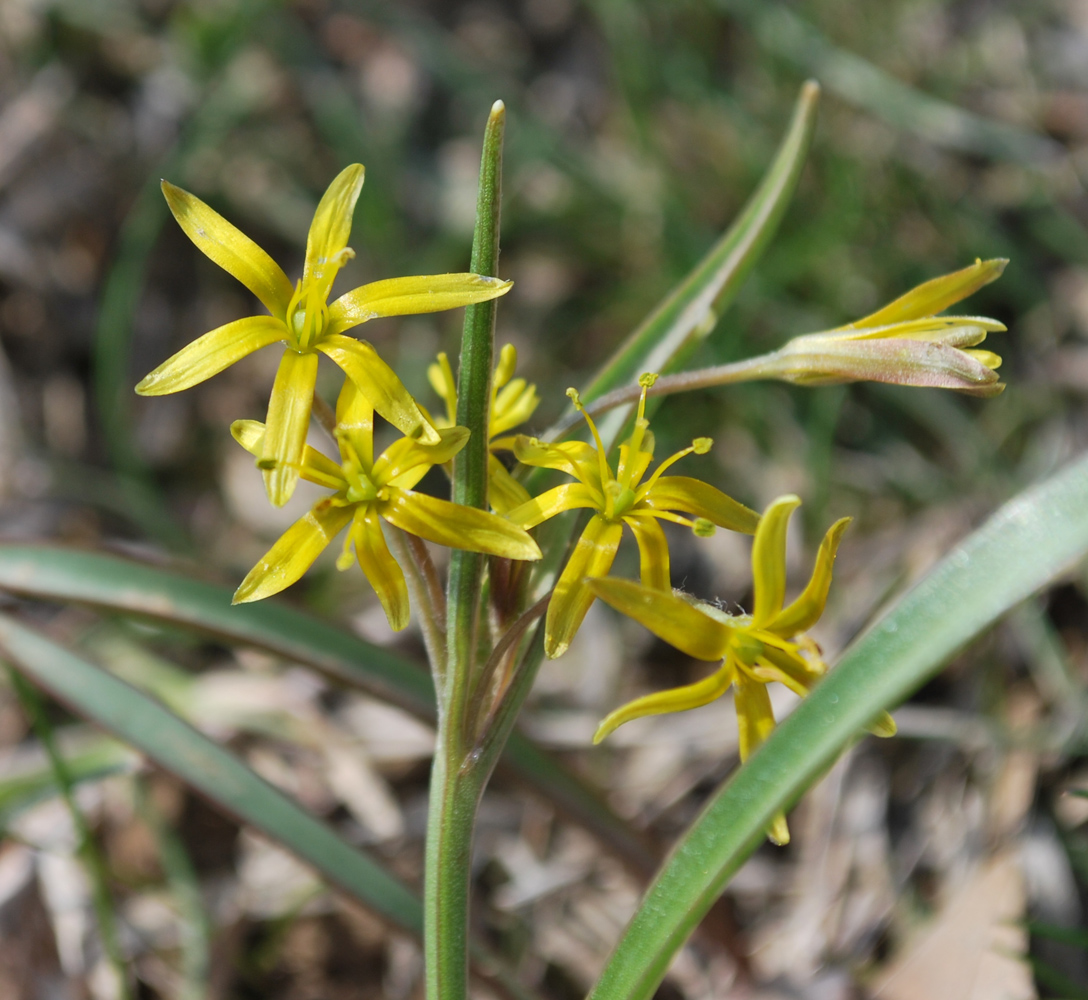 Image of Gagea turkestanica specimen.