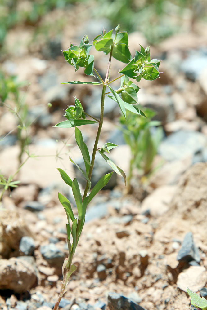 Image of Euphorbia falcata specimen.