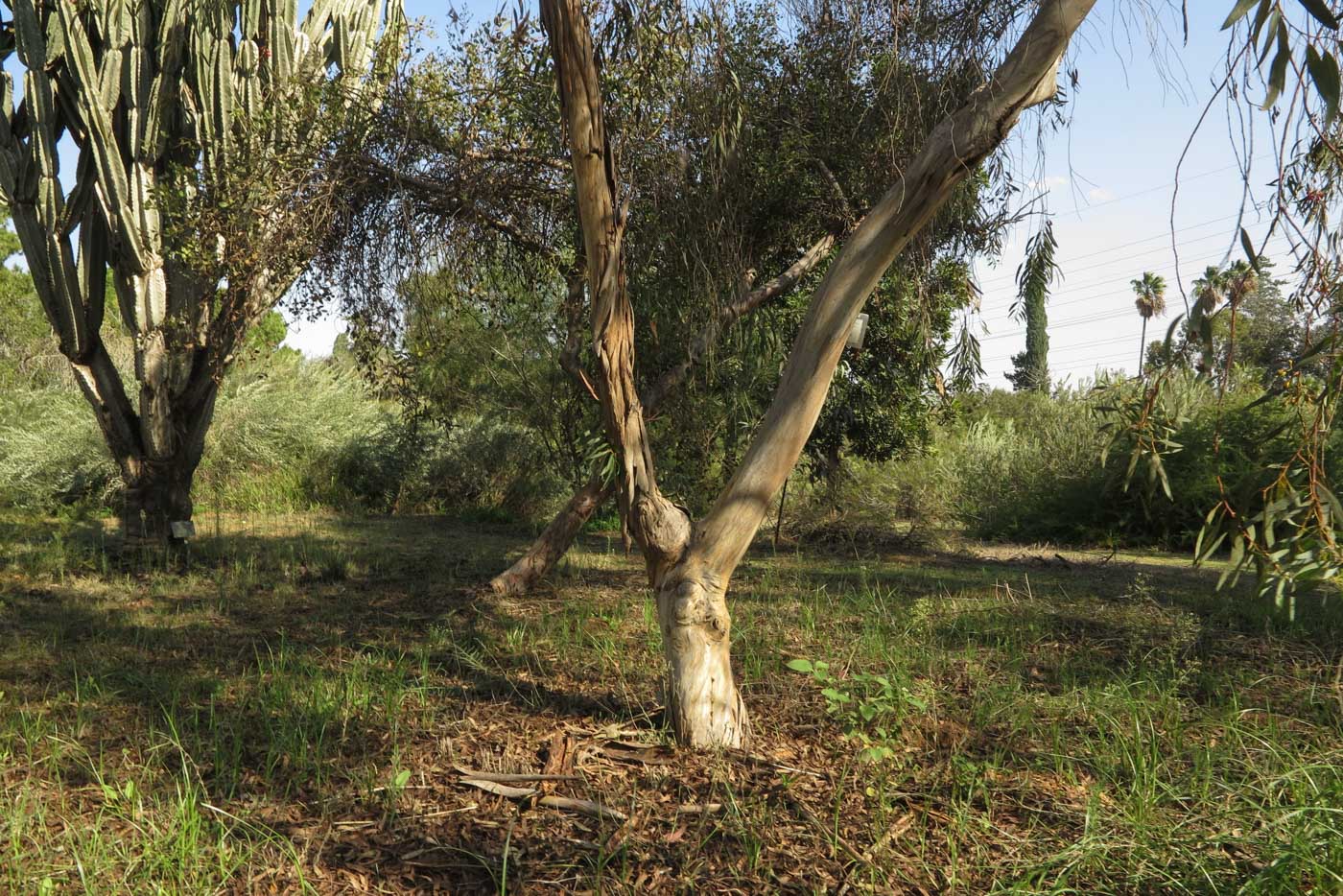 Image of Eucalyptus leucoxylon specimen.