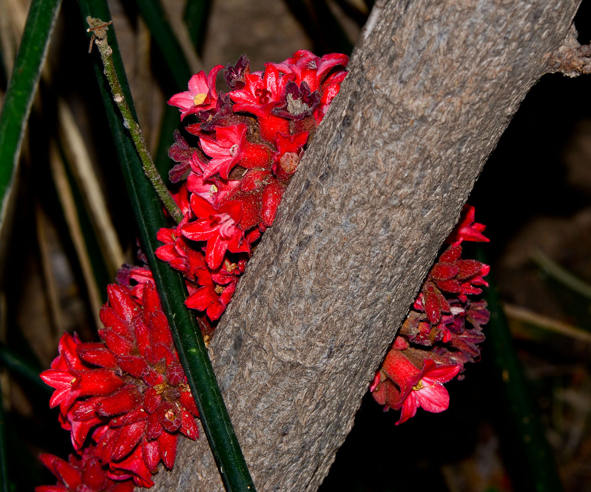 Изображение особи Brachychiton bidwillii.