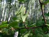 Crataegus chlorocarpa