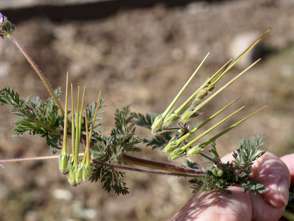 Изображение особи Erodium cicutarium.