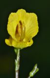 Utricularia macrorhiza. Цветок. Приморский край, Партизанский р-н, окр. с. Новая Сила, старица в долине р. Партизанской на правом берегу, образует сообщество с нимфейником и водяным орехом. 23.08.2015.