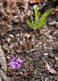 Viola dactyloides. Цветущее растение в дубовом лесу. Приморский край, Партизанский р-н, окр. с. Голубовка. 08.05.2015.