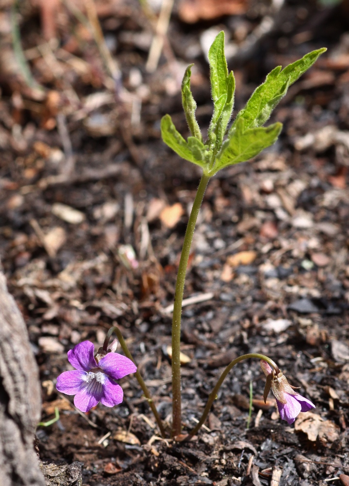 Image of Viola dactyloides specimen.