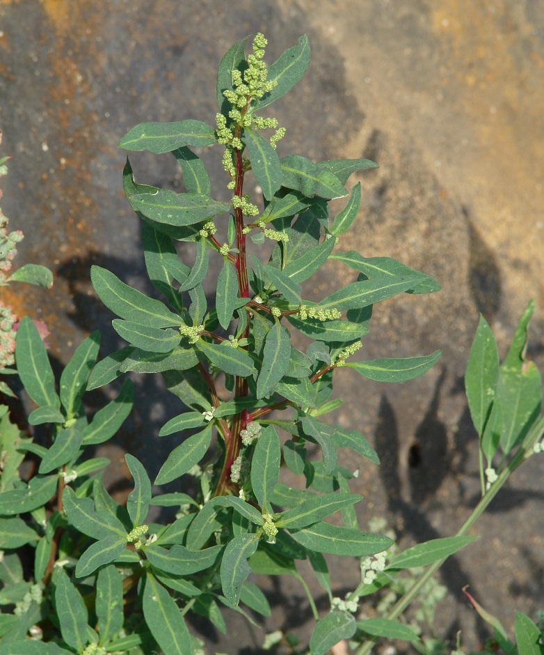 Изображение особи Oxybasis glauca.