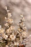 Paraeremostachys karatavica
