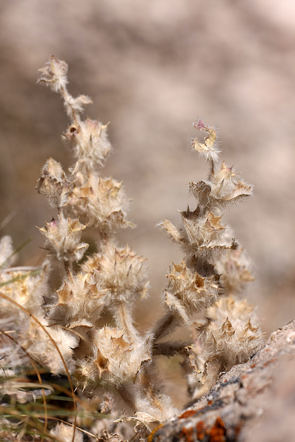 Image of Paraeremostachys karatavica specimen.