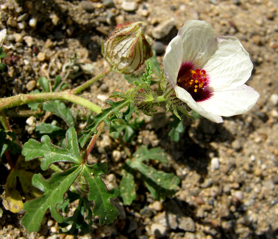 Image of Hibiscus trionum specimen.