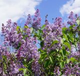 Syringa vulgaris