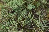 Onobrychis arenaria