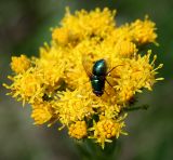 Galatella linosyris