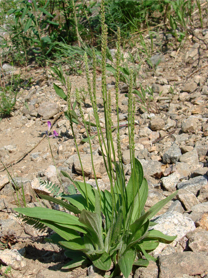 Изображение особи Plantago depressa.