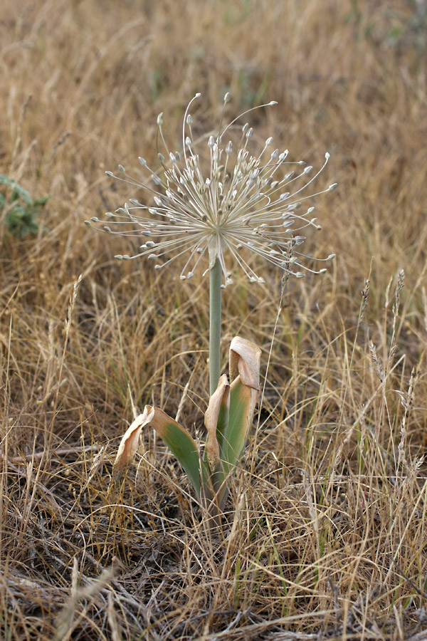 Image of Allium protensum specimen.