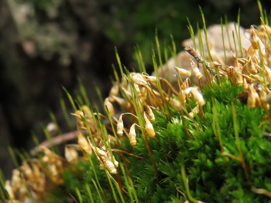 Изображение особи класс Bryopsida.