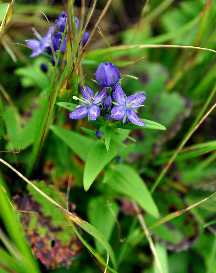 Image of Ophelia tetrapetala specimen.