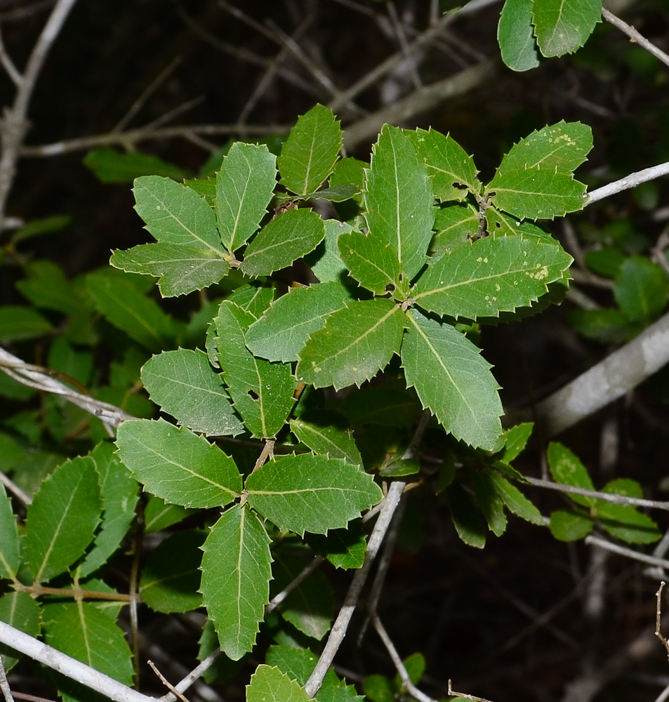 Image of Phillyrea latifolia specimen.