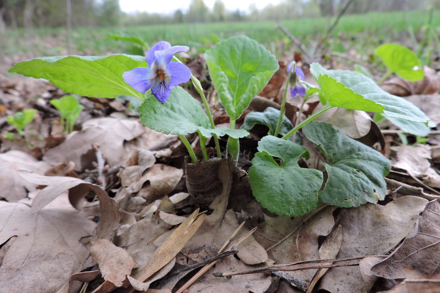 Image of genus Viola specimen.