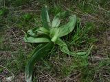 Allium suworowii. Растение с бутонами. Казахстан, 100 км на запад от Алматы, лесополоса в степи. 23.04.2006.