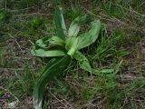 Allium suworowii