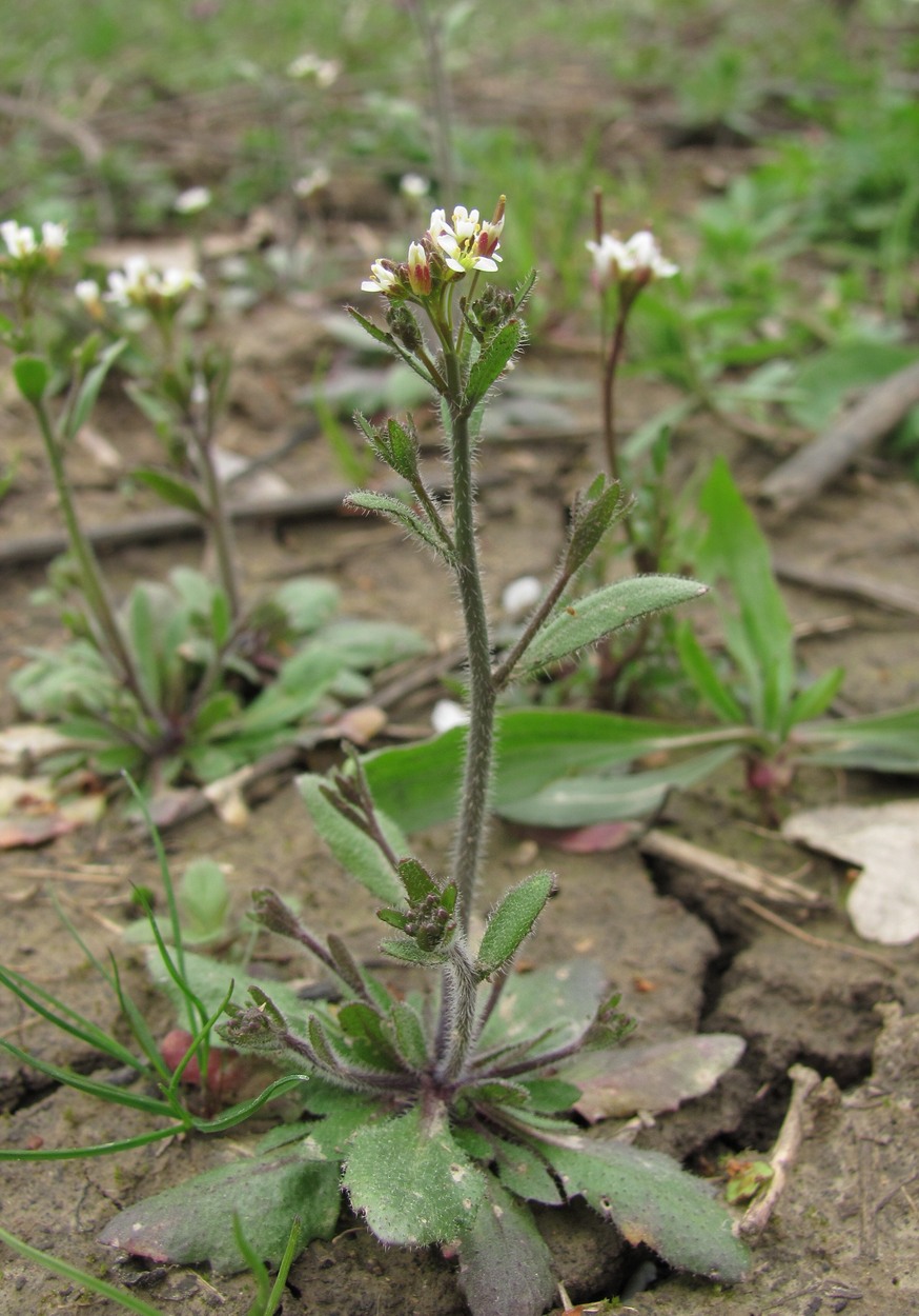 Изображение особи Arabidopsis thaliana.