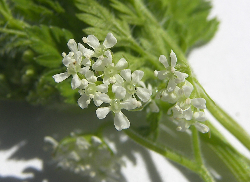 Изображение особи Anthriscus cerefolium.