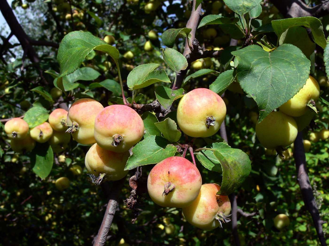 Изображение особи Malus sylvestris.