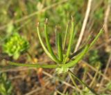 Image of taxon representative. Author is Александр Фатерыга