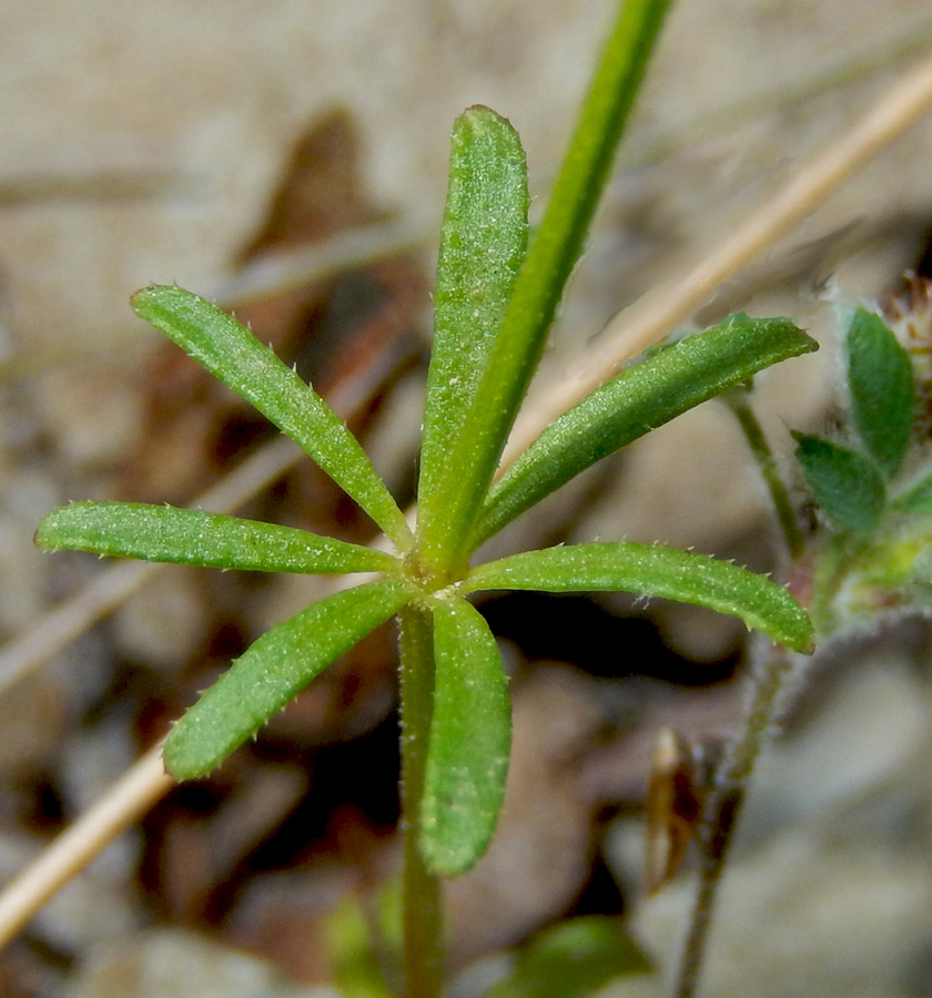 Изображение особи Asperula setosa.